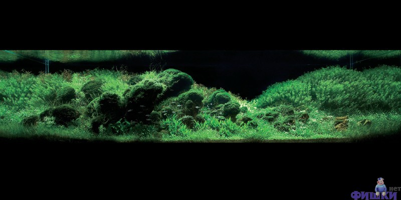 Леса в аквариумах (100 фото)