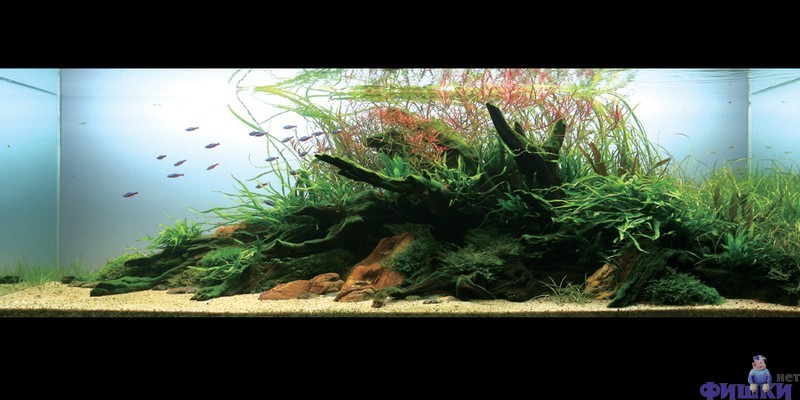 Леса в аквариумах (100 фото)