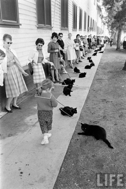 Кастинг черных котов (11 фото)