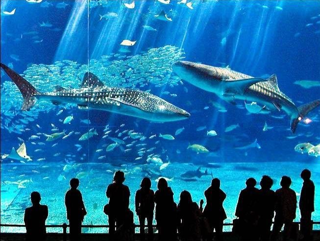 Okinawa Churaumi Aquarium - аквариум в Японии (66 фото)