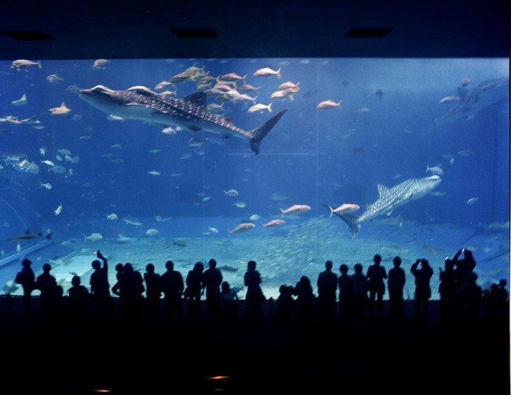 Okinawa Churaumi Aquarium - аквариум в Японии (66 фото)