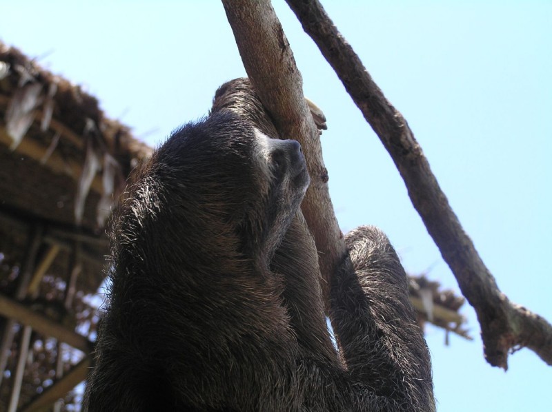 Немного о ленивцах (35 фото)