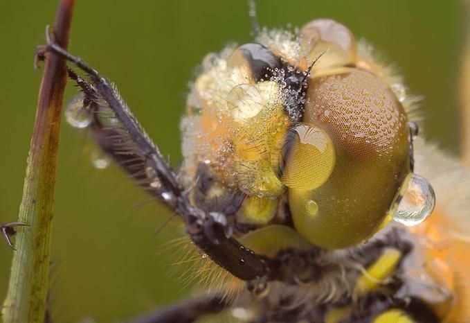Макрофотографии насекомых  Мартина Амма (64 фото)
