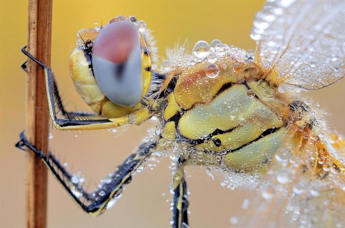 Макрофотографии насекомых  Мартина Амма (64 фото)