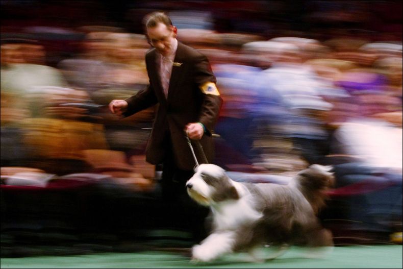 Конкурс собак Westminster Kennel Club Dog Show (43 фото)