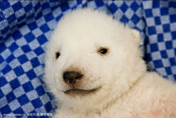 Белый медведь в детстве (8 фото)