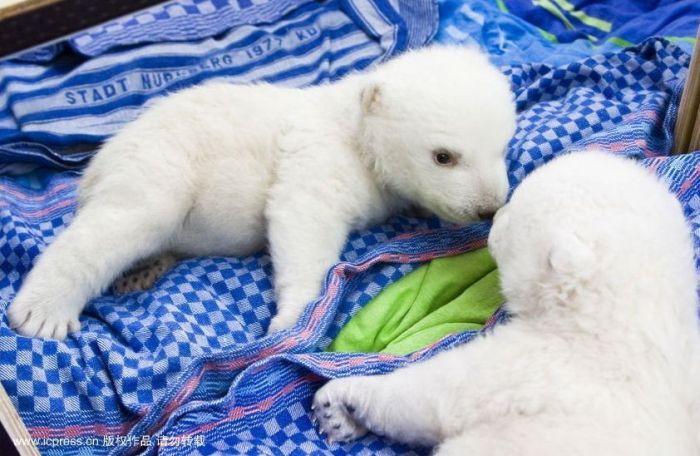 Белый медведь в детстве (8 фото)