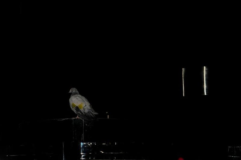 Проникшийся ко мне охранник, радостно показывает вверх: - Смотри, птица! На козырек балкона сел голубь. Теперь я знаю, что он может взлететь на полкилометра.