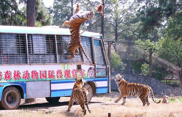 China Тигры, мясо, автобус с туристами.