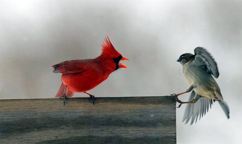 Maysville, Ky., USA Птица-кардинал (cardinal) прогоняет от кормушки птичку-крапивника (wren).