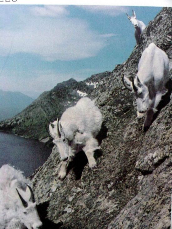 О горных козлах (29 фото)