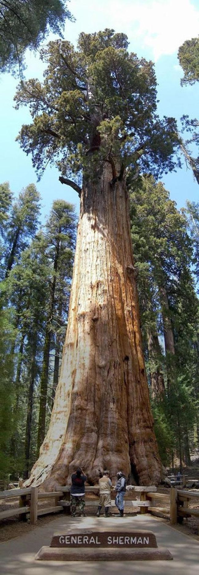 А это уже создание природы - 84-метровая гигантская секвойя, самое большое дерево в мире…Традиционно этому гиганту калифорнийского национального парка по имени 