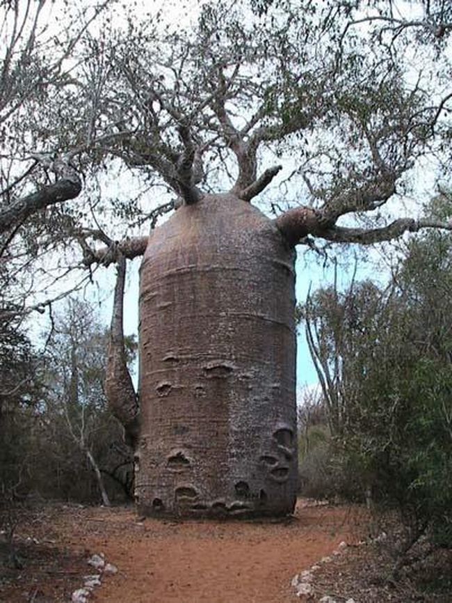 Ну и, наконец, баобаб… Это удивительное дерево достигает 30 метров в высоту и 11 метров в ширину…Раздутый ствол – вместилище для воды - баобаб может хранить целых 120 000 литров воды, чтобы вынести резкие условия засухи…