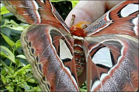 Самая большая бабочка в мире (10 фото)