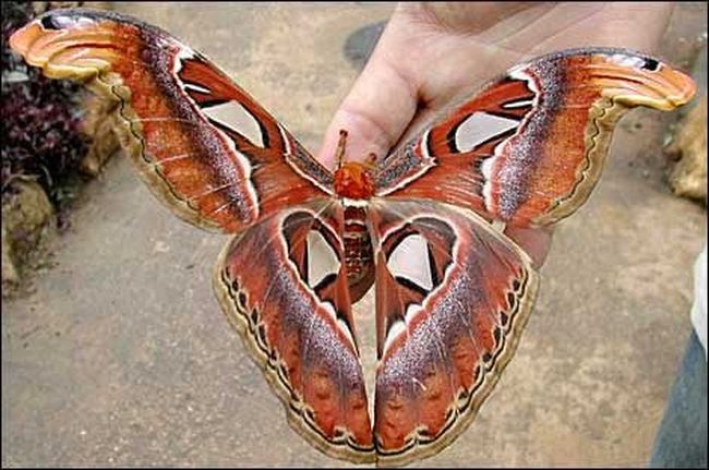 Самая большая бабочка в мире (10 фото)