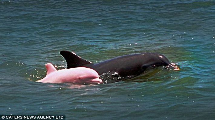 Дельфин розового цвета (2 фото)