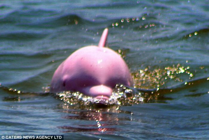 Дельфин розового цвета (2 фото)