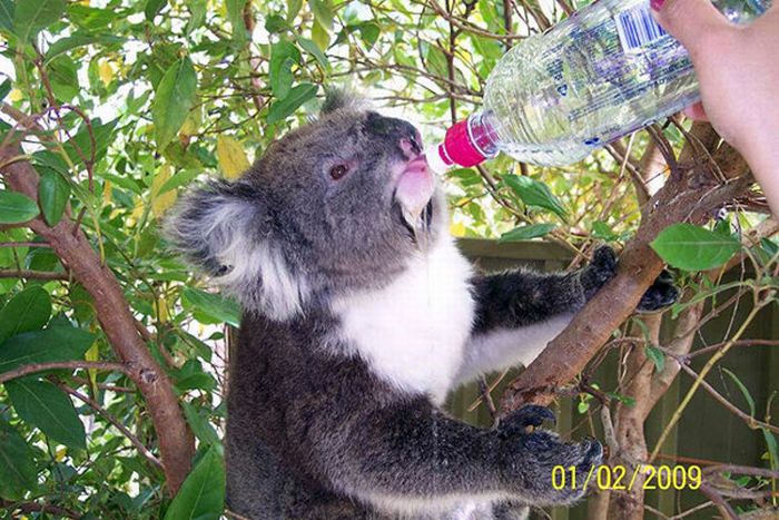 Ручные коалы, утренний позитив (21 фото)