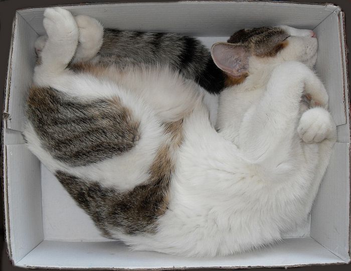 Как комфортно спать в коробке (25 фото)