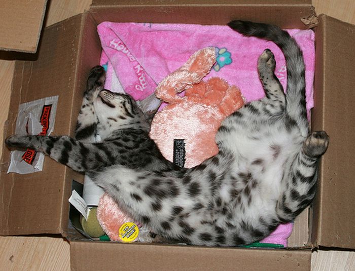 Как комфортно спать в коробке (25 фото)