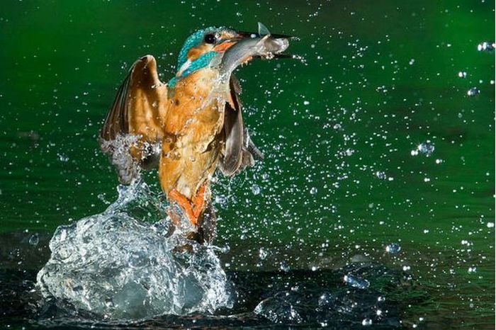 Редчайшие кадры зимородка во время ловли рыбы (15 фото)