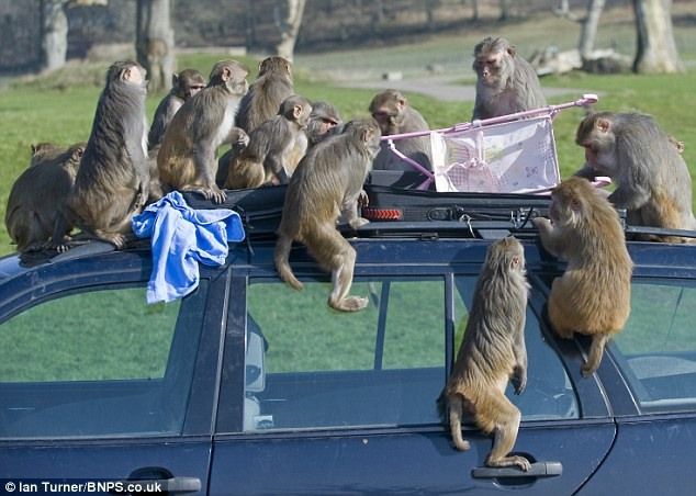 Не оставляйте машину наедине с обезьянами! (13 фото)