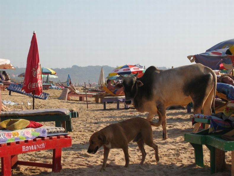 Пляж в Гоа (35 фото)