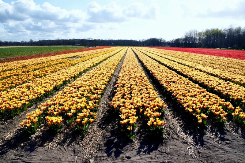 Тюльпаны в Голландии (80 фото)