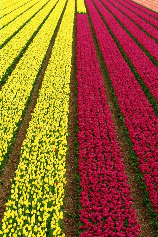 Тюльпаны в Голландии (80 фото)