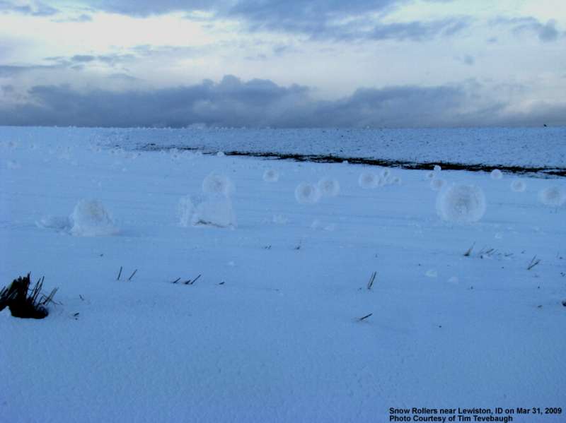 Снежные роллы (6 фото)