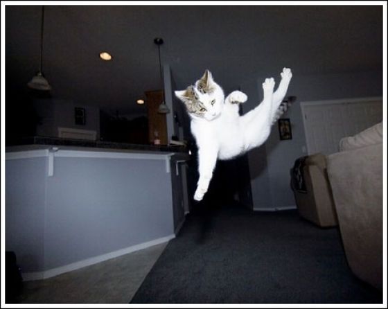 Коты умеют летать (31 фото)