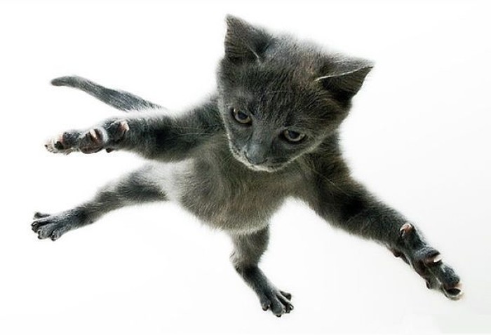 Коты умеют летать (31 фото)
