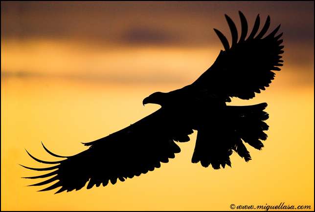 Красивые фото птиц в движении (13 фото)