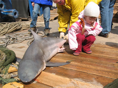 В Неве поймали  акулу (13 фото + видео)