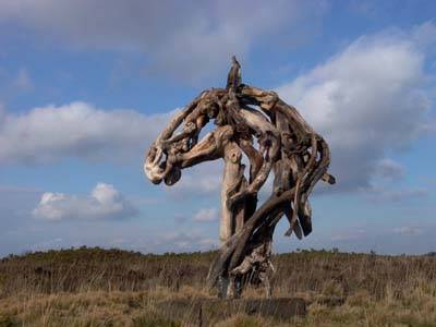 Ветвистая лошадка (16 фото)
