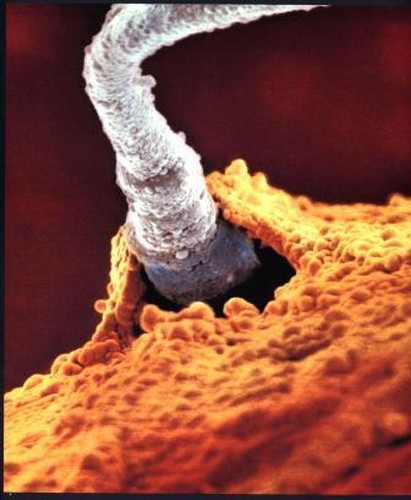 20 часов после эякуляции: внутри оплодотворенной яйцеклетки ядра мужской и женской клеток соединяются и образуются новые хромосомы (генетический материал)