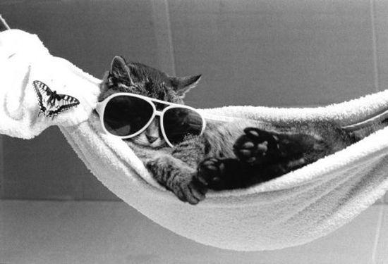 Котики, замотанные в полотенце (20 Фото)