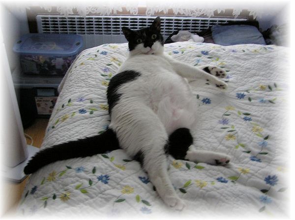 Сверх толстые коты (48 Фото)