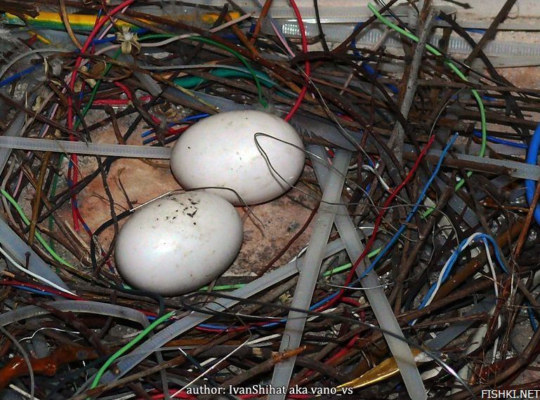 Птица свила гнездо из проволоки (4 фото)
