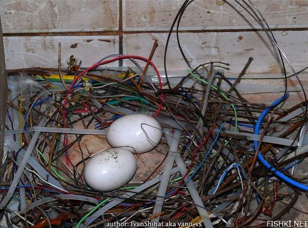 Птица свила гнездо из проволоки (4 фото)