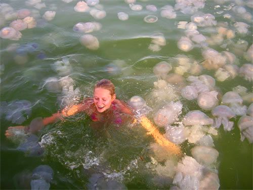 Большое скопление медуз на Черном море (5 фото)