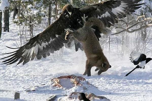 Орел утащил лису