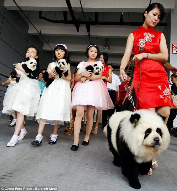 Новая мода в Китае (10 фото)
