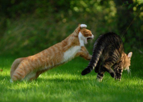 Битва двух котов (27 Фото)