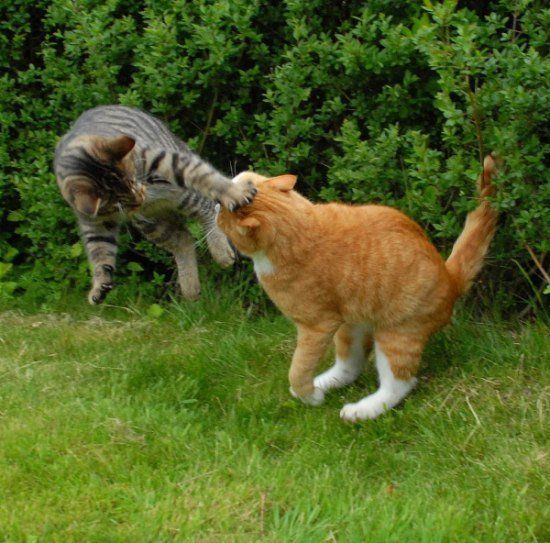 Битва двух котов (27 Фото)