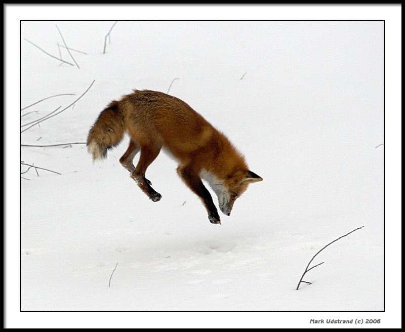 Как охотится лиса (10 фото)
