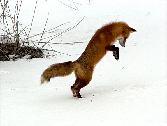 Как охотится лиса (10 фото)