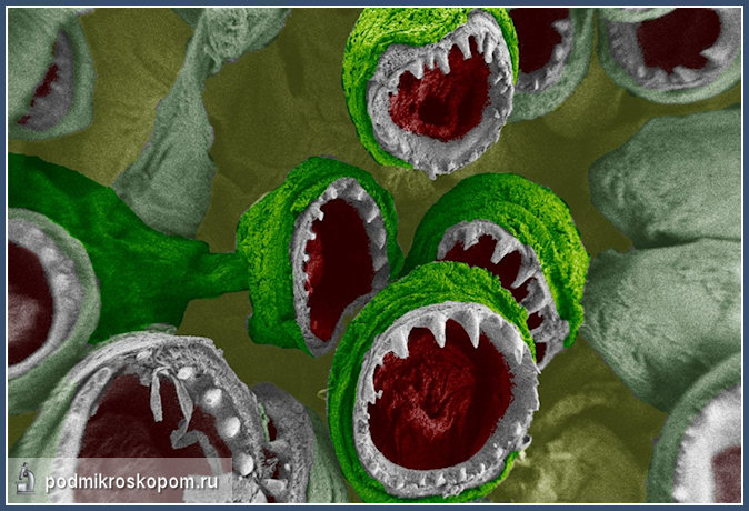 микроскоп, микроорганизм, бактерия