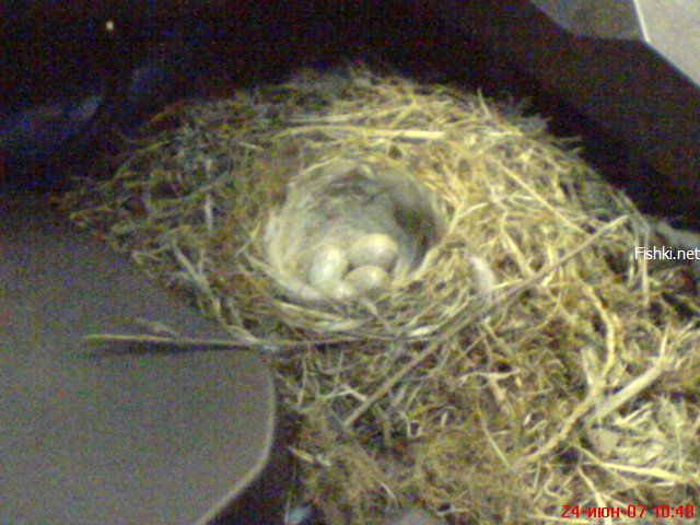 Гнездо под капотом (4 фото)