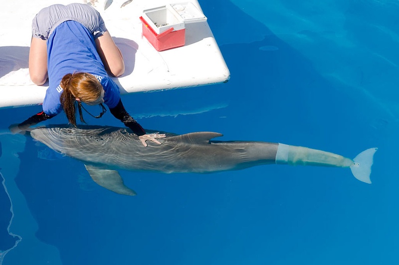 Первый дельфин с искусственным хвостом (3 фото)